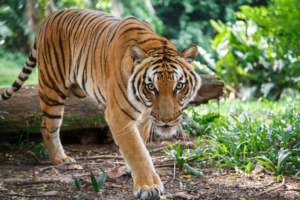 Stripes of Majesty: 10 Fascinating Facts About Tigers