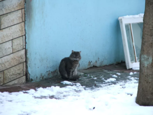 Winter Warriors: How to Care for Feral Cats in Cold Weather