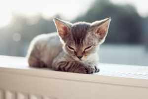 Cozy Kitties: The Science Behind Why Cats Crave Warmth