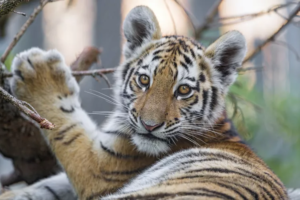 10 of the Cutest Endangered Species: Why They’re at Risk and How We Can Help