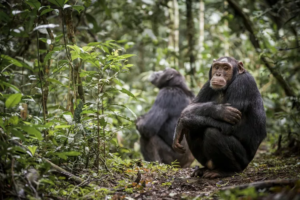 Why Chimpanzees Are Disappearing: Understanding the Threats and How We Can Help