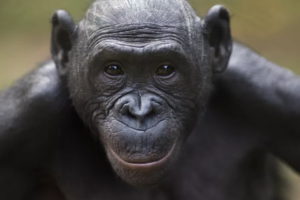 Why Bonobos Are Endangered: Understanding the Threats and How We Can Help