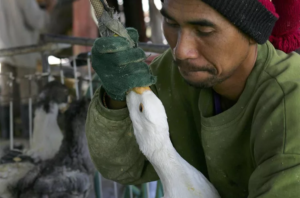 Why Animal Rights Activists Oppose Foie Gras: The Ethical Concerns Behind the Controversy