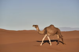 Sandy the Camel: 15 Desert Secrets That’ll Make You Side-Eye Your Life Choices